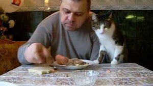 Кот просит кушать