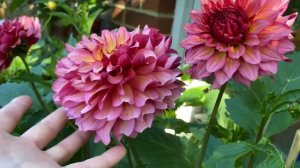 DAHLIA BURGUNDY SOLO / ГЕОРГИНА BURGUNDY SOLO