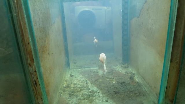 White perl bigear hm female 11/11/2014 смотреть онлайн