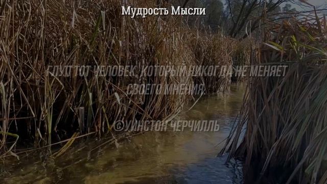 Мудрые цитаты великих со смыслом. Афоризмы, Мудрость Мысли, слова заставляют задуматься!