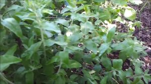 Лох узколистный (Elaeágnus angustifólia) / Лох восточный (Elaeagnus orientalis). Продажа почтой.