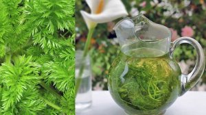 Морковная ботва для лечения гастрита, гипертонии, цистита, миомы матки и др.!