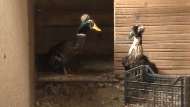 Утки украинские хохлатые смотреть онлайн