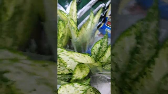 Сингониум Моттлед смотреть онлайн