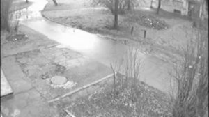 неудачный выгул немецкой овчарки