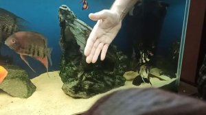 Кормление мастацембела кофейного. Кормление рыбок