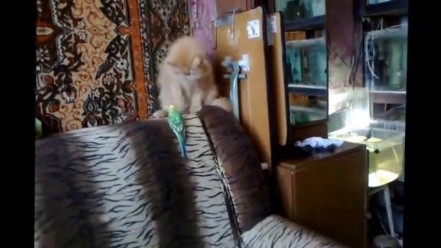 Попугай достал кота смотреть онлайн