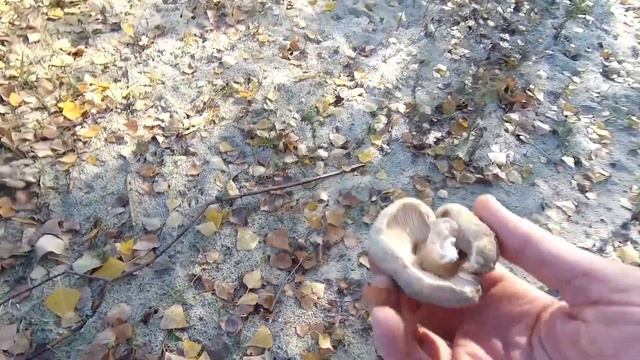 УЧУ ДІТЕЙ ШУКАТЬ ГРИБИ смотреть онлайн