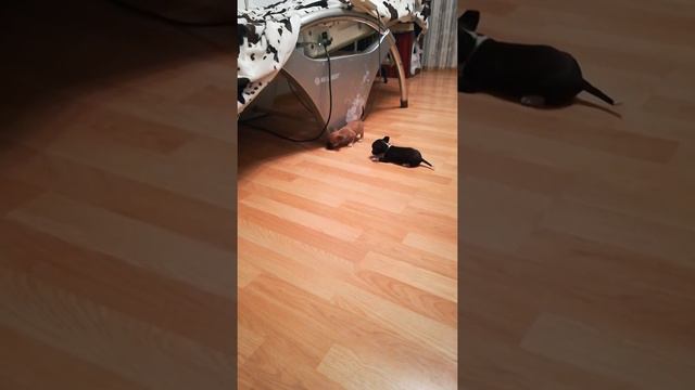 Чихуахуа Челябинск 10 тыс. Без документов смотреть онлайн