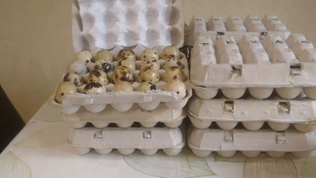 Подарок от канала "МИНИ ПЕРЕПЕЛИНИ" смотреть онлайн