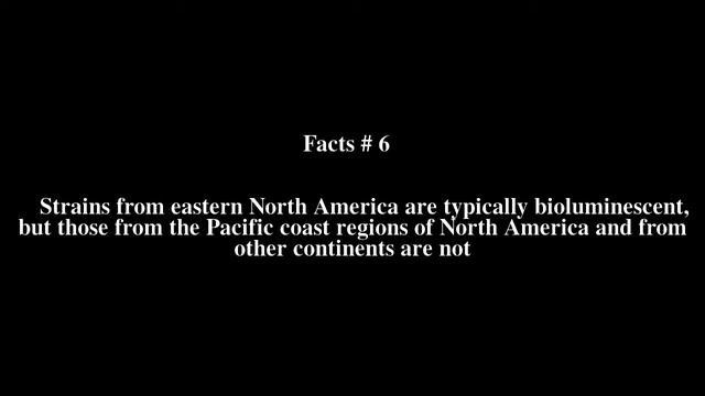 Panellus stipticus Top # 11 Facts смотреть онлайн