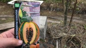 посадка тыквы и кустов,рассада