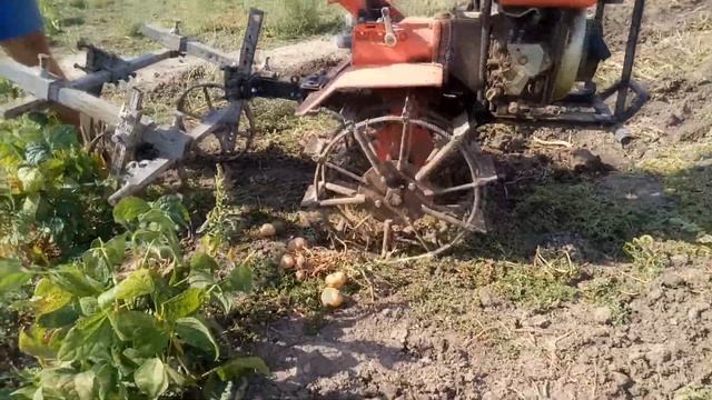 Уборка картофеля мотоблоком/Самодельная картофелекопалка смотреть онлайн
