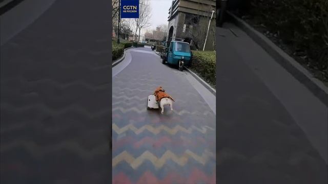 Пес-скейтбордист из Китая смотреть онлайн