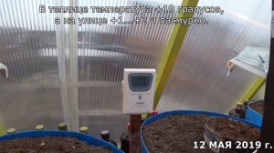 Как вырастить арбузы на Севере. Выбор сорта. Нюансы при выращивании. Часть 4.