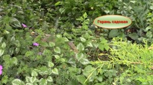 Многолетние цветы в весеннем саду.  Какие многолетние цветы растут у нас?!