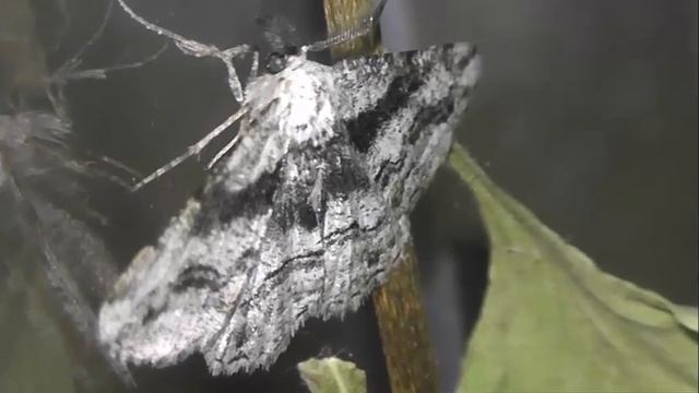 ИНСЕКТАРИЙ: 204. Пяденица Дымчатая Пятнистая (Alcis bastelbergeri) смотреть онлайн