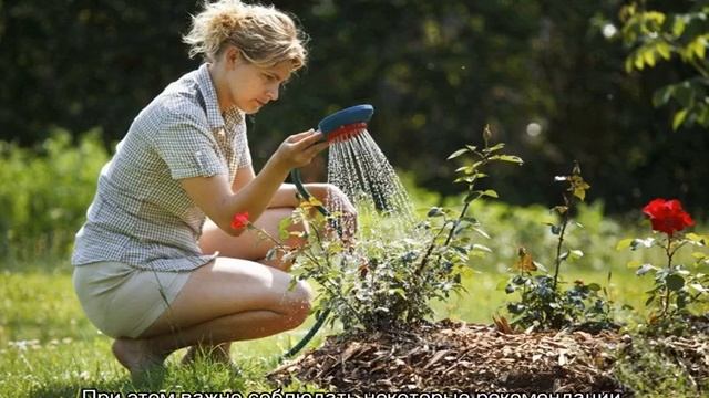 Роза Хеллоу (Hello) — описание шраба из серии Farniente смотреть онлайн