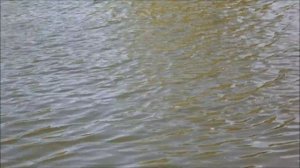 Ловля голавля маховой удочкой на пшеницу. Рыбалка в Самаре. Fishing rod float