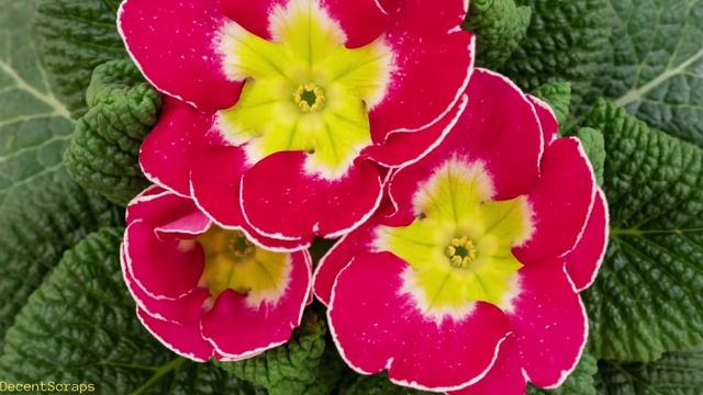 Primrose (Primula Vulgaris) Blooming | time lapse | Amazing Nature смотреть онлайн
