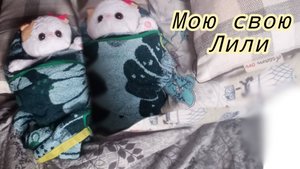 Как помыть Лили, безопасно и полезно🚿