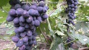 Сорта винограда 2020. Монако - черный гигант очень раннего срока созревания