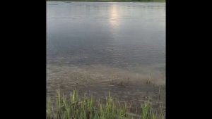 Рыбалка в Коми Река Уса 04.07.2020г. ловим Щуку.