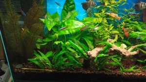 Растения и рыбы в моем аквариуме на 100 л