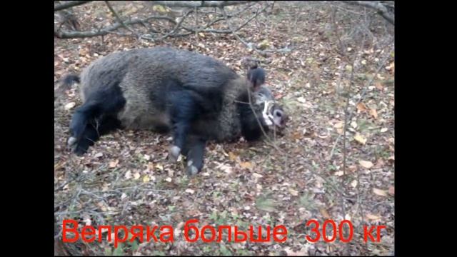 Кабан на 300 кг смотреть онлайн