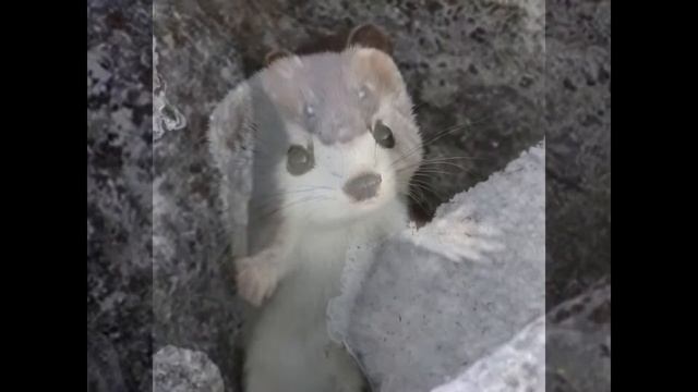 Животное Ласка