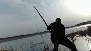 Весенний,жёлтый карась на подъёмник.