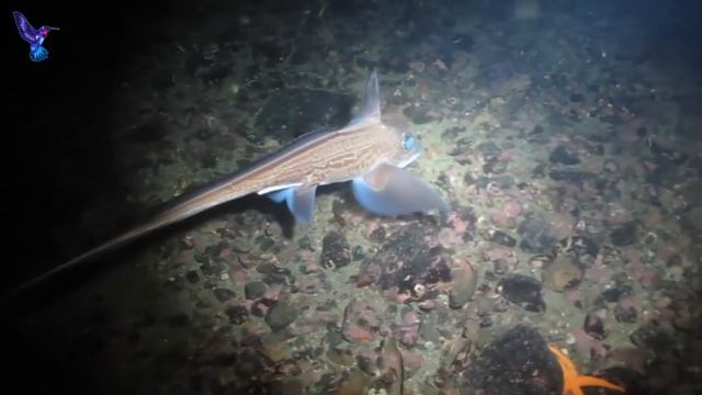 Опасное дело - рыбалка / Как мужик случайно поймал чудовище смотреть онлайн