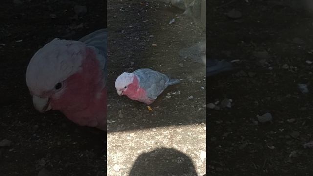 Удивительный попугай с розовыми щечками в Московском зоопарке