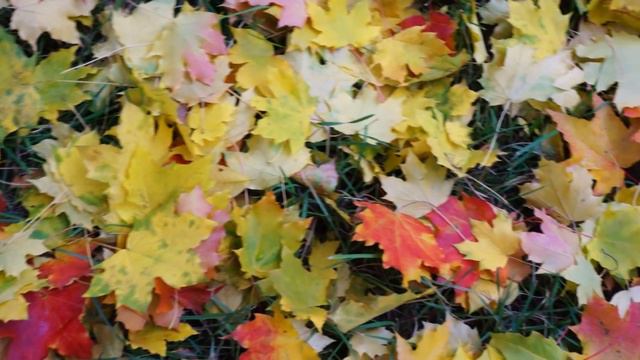 05.10.2017.  Киров, осень, октябрь, кленовый лист..