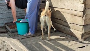 Идем кормить собак приюта