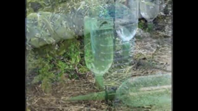 Полезные поделки из пластиковых бутылок для сада и огорода