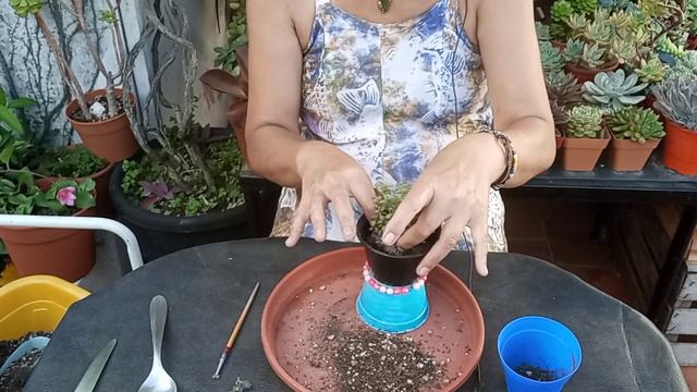 Suculentas en Macetas locas #suculentas #jardinsuculento #jardin #lasplantasdegeral смотреть онлайн