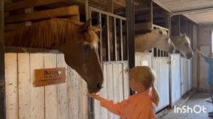 Иппотерапия и ипповенция