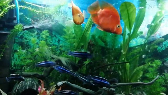 Трех гибридные попугаи и Майнгано смотреть онлайн