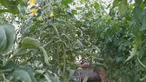 Спасаем томаты в жару