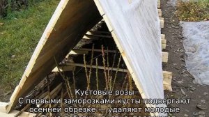 Как укрыть розы на зиму