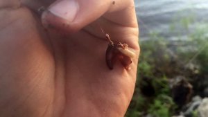 РЫБАЛКА В НИЖНЕМ НОВГОРОДЕ НА ОКЕ. Ловля леща на фидер 2020