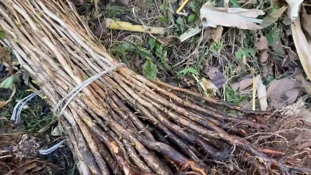 МЕДВЕЖИЙ ОРЕХ. ОДНОЛЕТНИЕ САЖЕНЦЫ. ОСЕНЬ 2021. смотреть онлайн