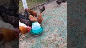 Бункерная кормушка 5кг и вакуумная поилка на 5 л для кур