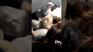 ЦЫПЛЯТАМ 2 НЕДЕЛИ. КОРМЛЕНИЕ И СОДЕРЖАНИЕ