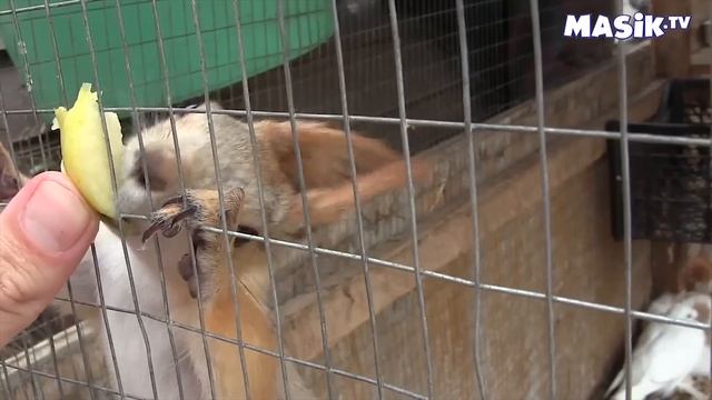 белочка в зоопарке смотреть онлайн