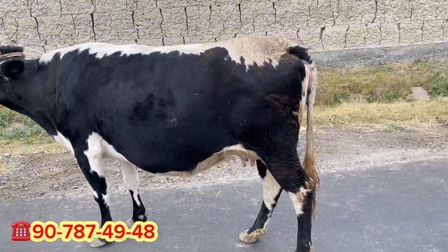 5 BOSH HAR HIL, TURLI NARHLARDA BUG’OZ SGIRLAR SOTILADI. Dastafka hizmati bor. смотреть онлайн