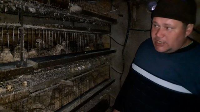 Перепела:советы начинающим.Содержание и Разведение.