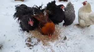 Декоративные курочки!