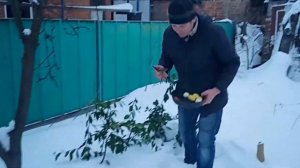 Рецепт блюда из лосятины.Как приготовить дичь?